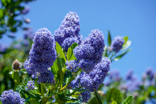 Californian Lilac flowering in the spring